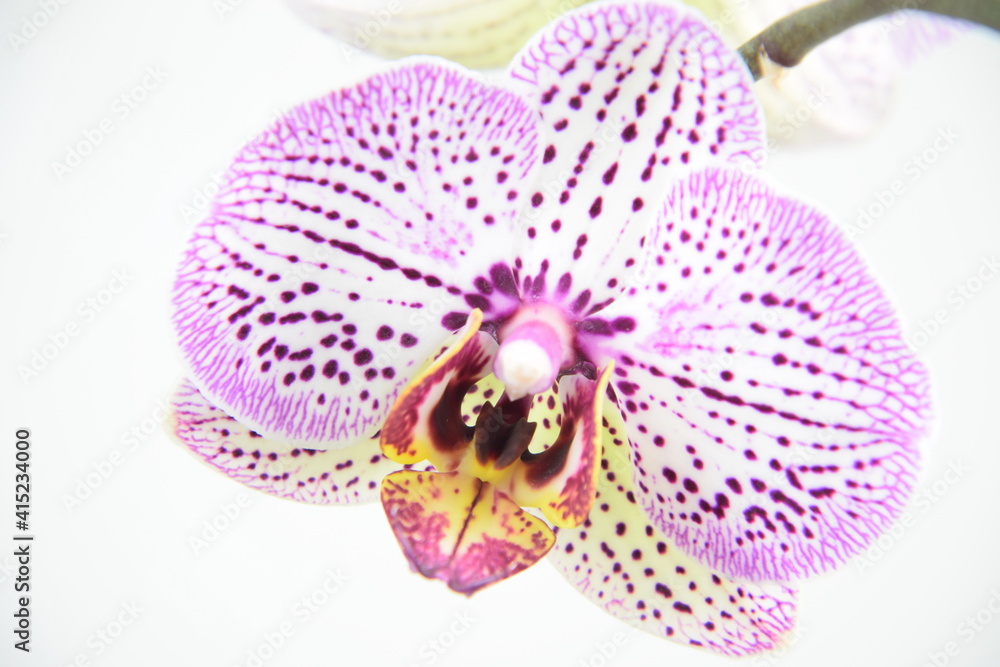 Spotted orchid flower background with copy space Spotted orchid flower background with copy space
