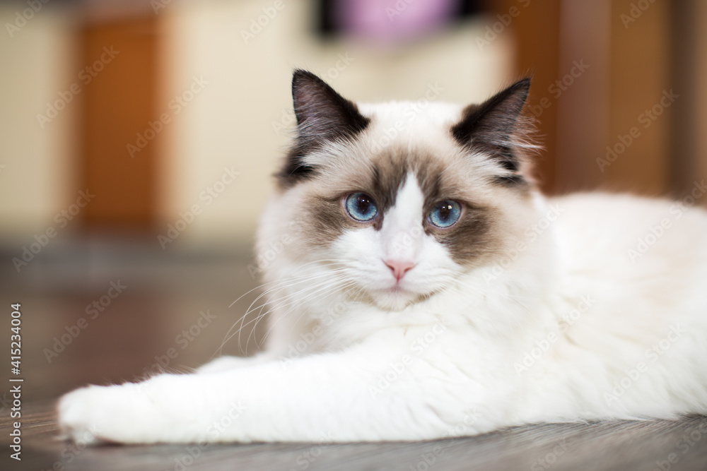 Beautiful young white purebred Ragdoll cat with blue eyes Beautiful young white purebred Ragdoll cat with blue eyes