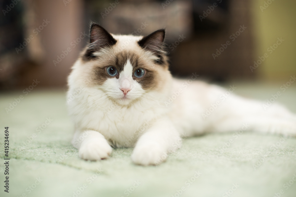 Beautiful young white purebred Ragdoll cat with blue eyes Beautiful young white purebred Ragdoll cat with blue eyes