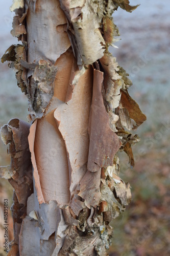 birch bark peeling
