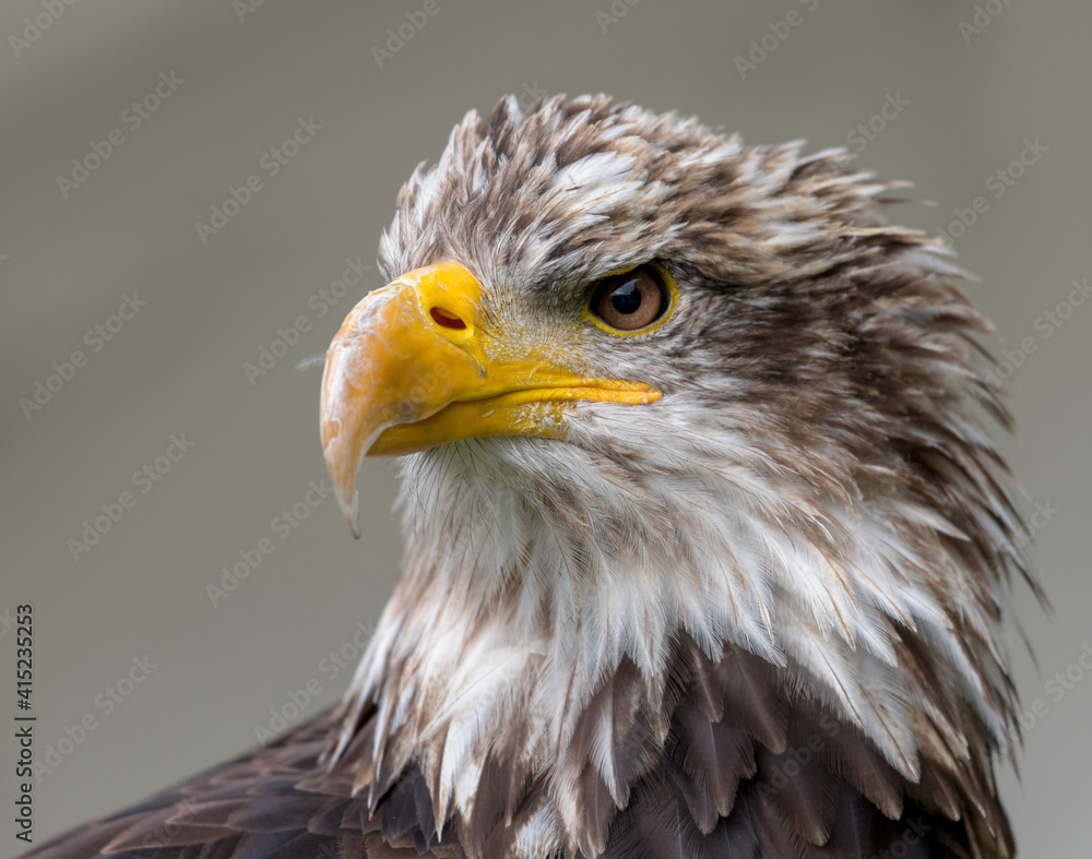 Naklejka premium american bald eagle