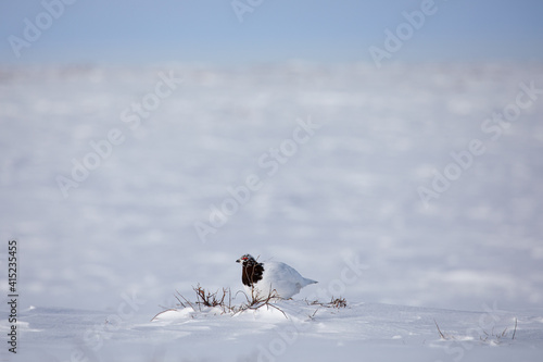 Adult male rock ptarmigan surrounded by snow in the arctic tundra photo