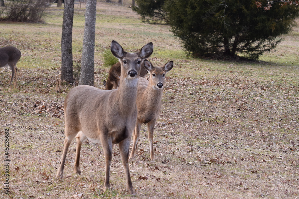 Deer on side of road Deer on side of road
