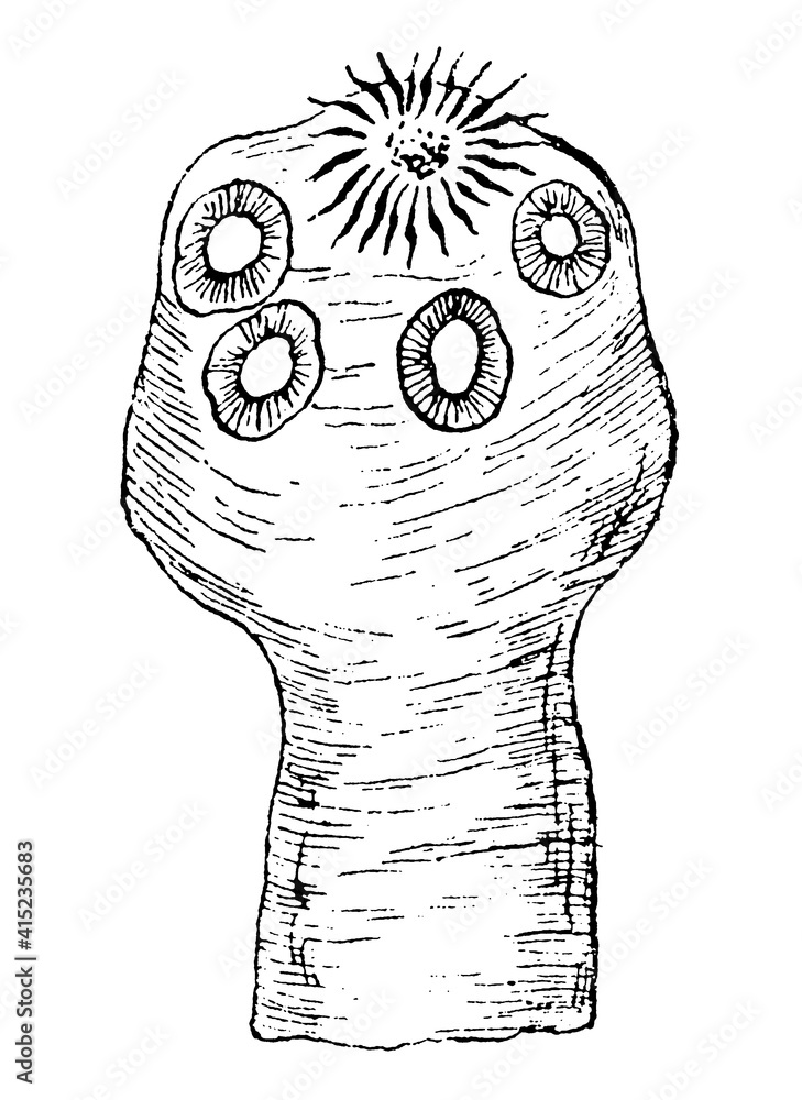 Scolex (head) of Taenia solium. Illustration of the 19th century ...