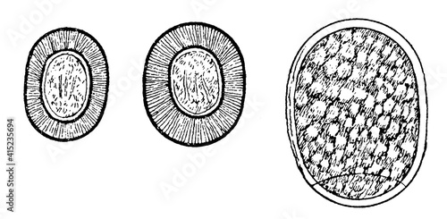 Eggs of tapeworms: Taenia solium (left), Taenia saginata (center) and Diphyllobothrium (right). Illustration of the 19th century. Germany. White background. photo