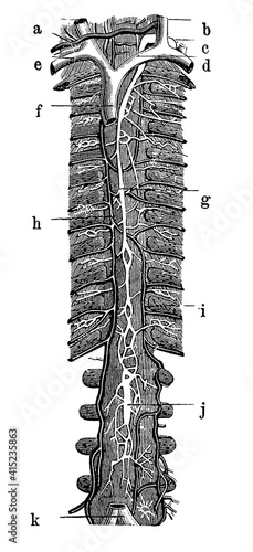 Main trunk of the lymphatic system or breast duct (Ductus thoracicus). Illustration of the 19th century. Germany. White background. photo