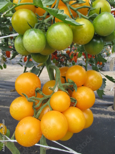Fototapeta Naklejka Na Ścianę i Meble -  tomatoes in a greenhouse