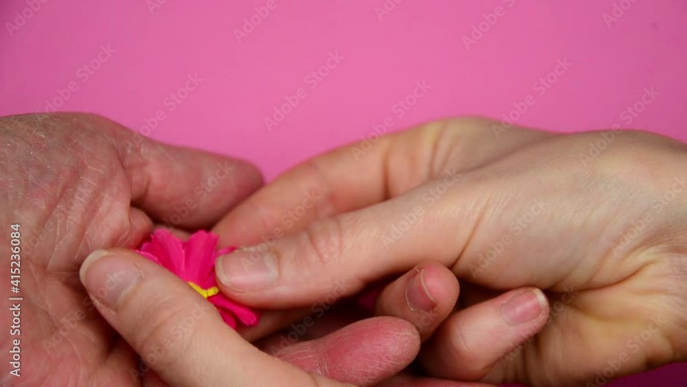 Flowers in old and young hands. Hands of two generations of women with flowers. Old and young hands with a flower on a pink background. The concept of kindness and mercy. Mothers Day. Women's Day. Gre Flowers in old and young hands. Hands of two generations of women with flowers. Old and young hands with a flower on a pink background. The concept of kindness and mercy. Mothers Day. Women's Day. Gre