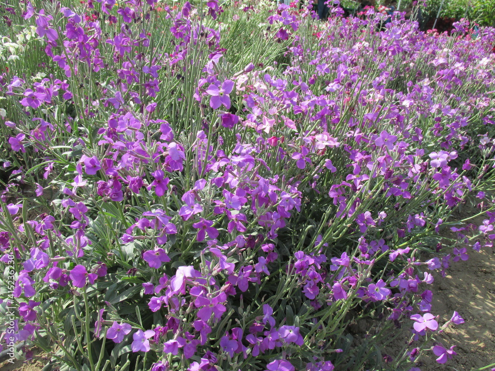 Naklejka premium field of lavender flowers