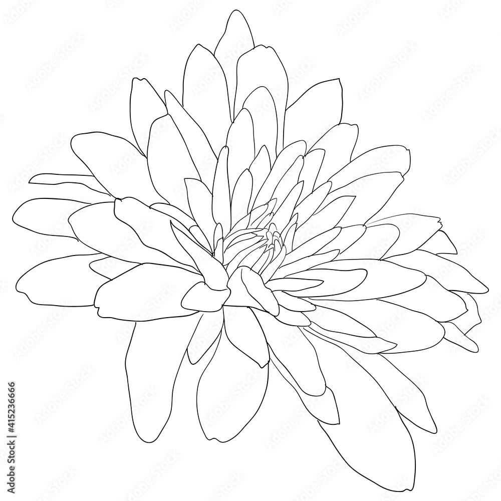 Beautiful sketch flower on white background