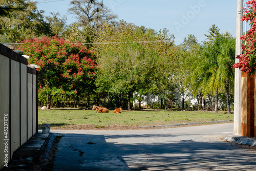 Cows chilling under the sun