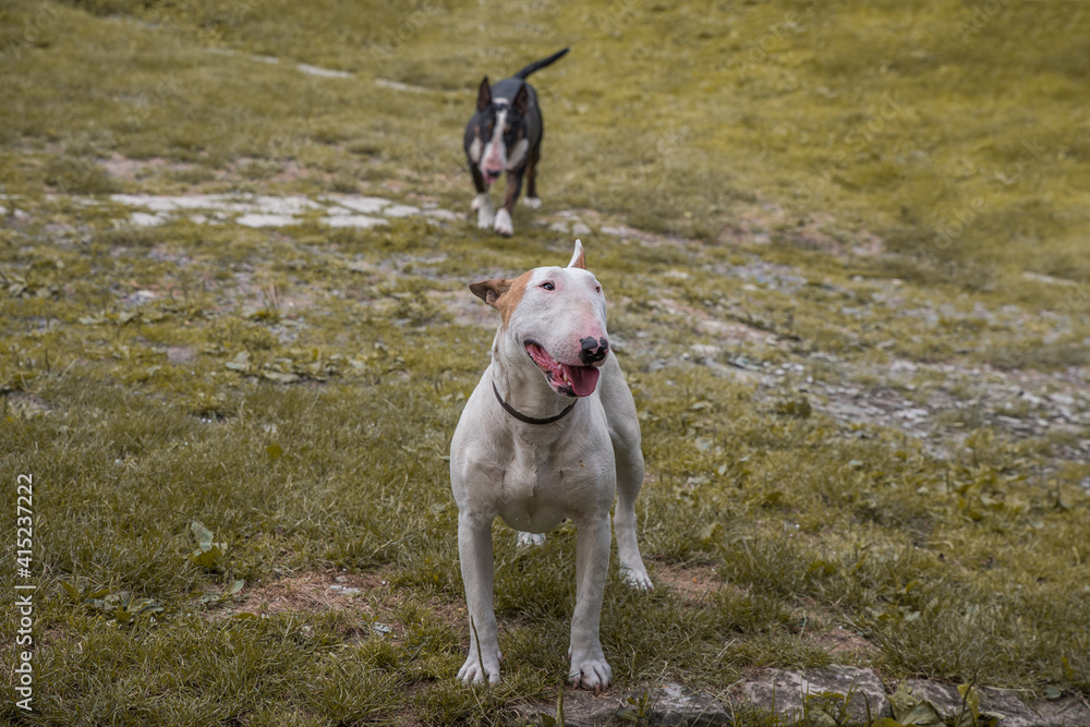 Dog breed bull terrier on the grass. Selective focus Dog breed bull terrier on the grass. Selective focus