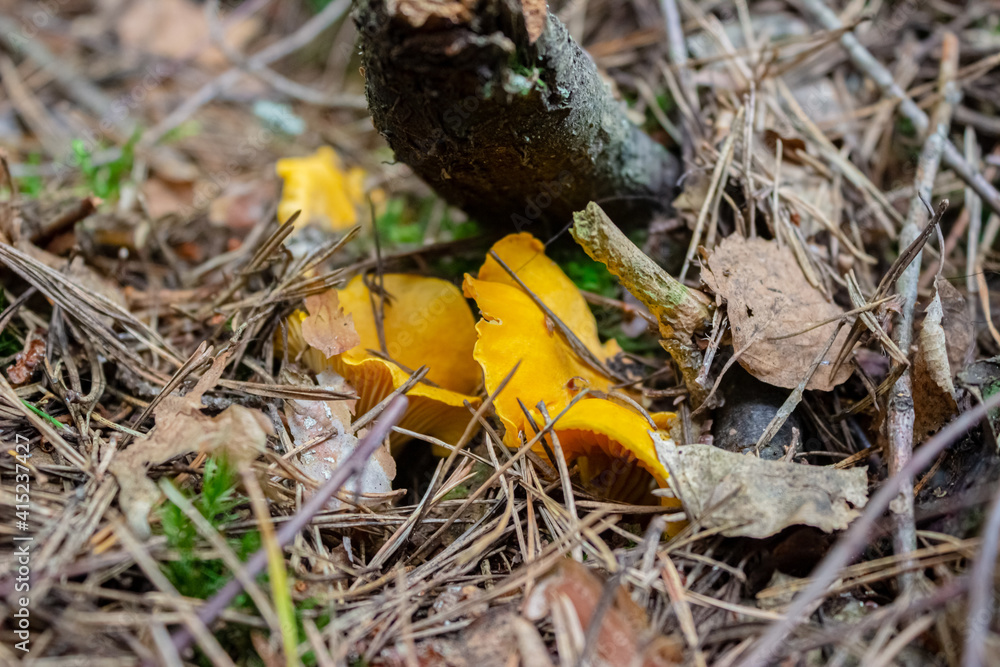 A small sturdy orange yellow chanterelle mushroom grows in wet mosses. The pre-sunset rays of the sun illuminate the red hat of the chanterelle. A small sturdy orange yellow chanterelle mushroom grows in wet mosses. The pre-sunset rays of the sun illuminate the red hat of the chanterelle.