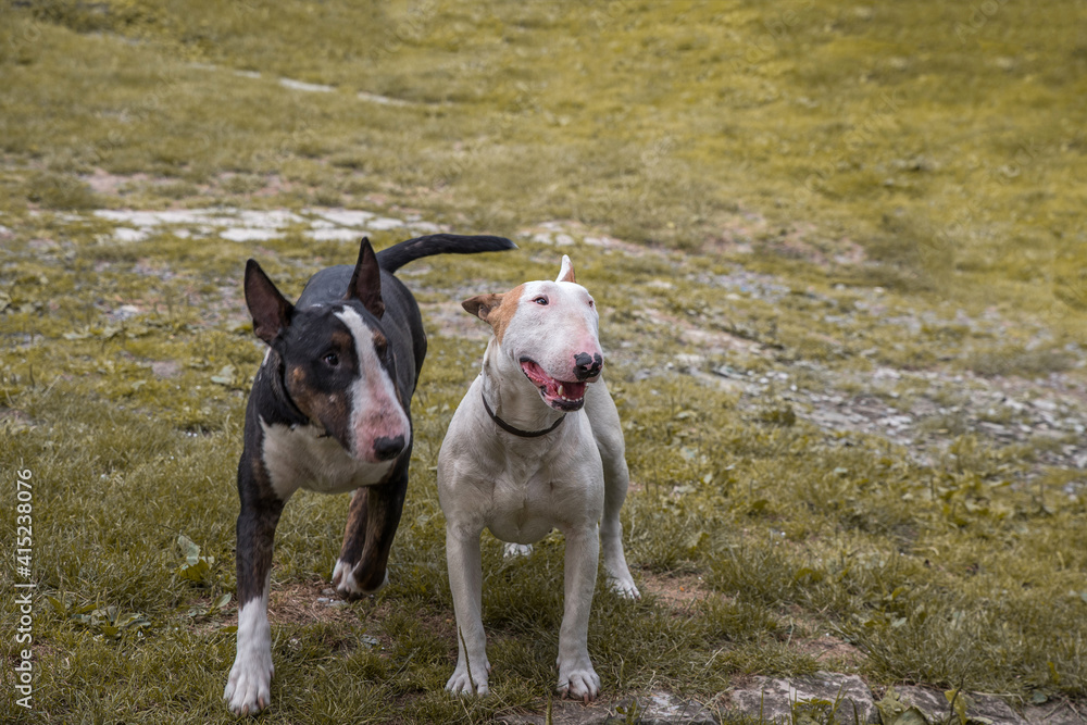 Dog breed bull terrier on the grass. Selective focus