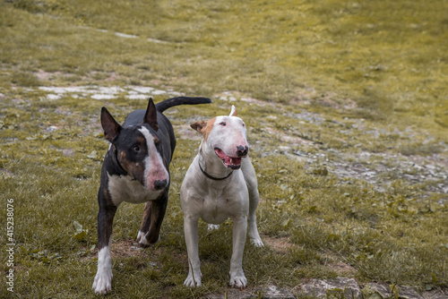 Dog breed bull terrier on the grass. Selective focus