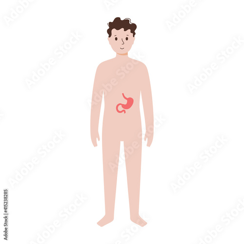 Internal organs in male body