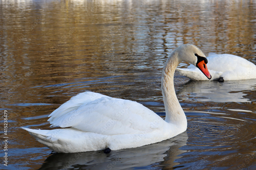 White swan swims on the river in winter White swan swims on the river in winter