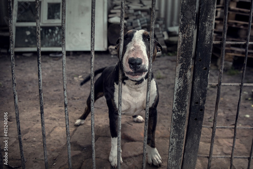 Dog breed bull terrier behind bars. In black and white spots. Dangerous. Security. Security guard. © baxys