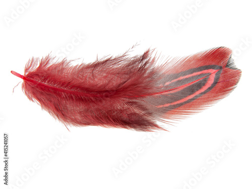 Red decorative colorful pheasant bird feather isolated on the white background