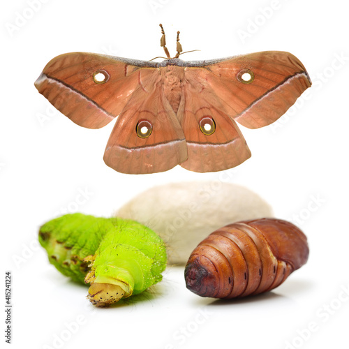 Silk moth life cycle on white background © zcy