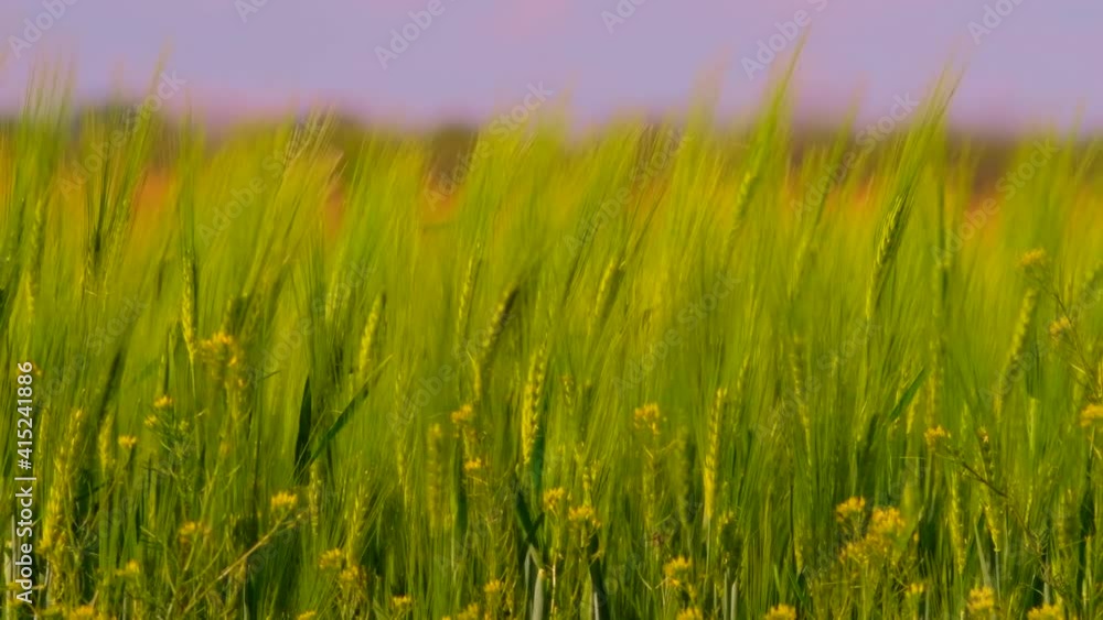 Young green wheat blowing wind at spring