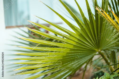 Summer tropical plant with green leaves