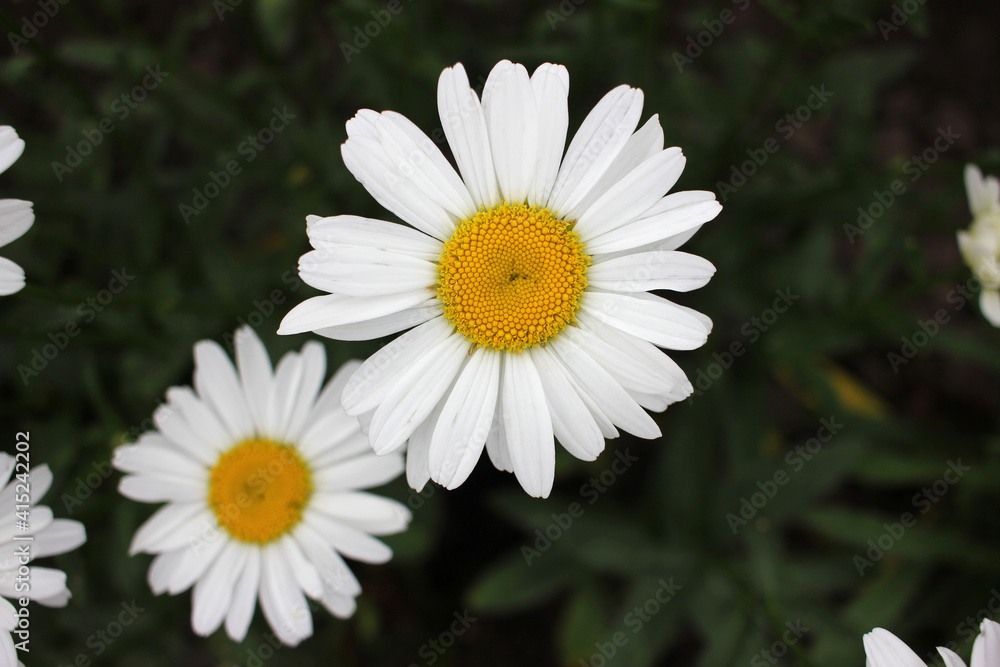White daisies in a garden. Beautiful natural floral background. Top view of summer flowers White daisies in a garden. Beautiful natural floral background. Top view of summer flowers