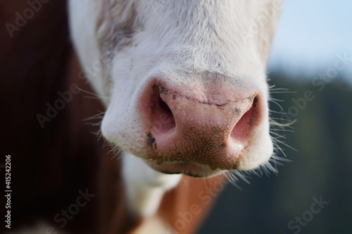 closeup of cow's nose sniffing into camera © Sophia