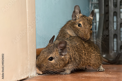 Play of cute two degus. Love two pets. Little cute gray mouse Degu close-up. Exotic animal for domestic life. The common degu is a small hystricomorpha rodent endemic from Chile.  photo