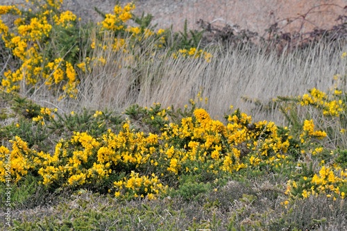 Slika na platnu field of yellow gorse flowers in Brittany. France