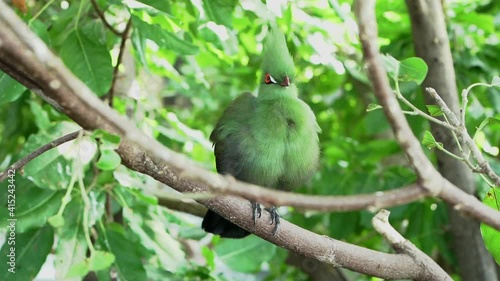 An exotic bird native to Africa, the Guinean green turaco. Beautiful feathers with bright orange beak and eyes