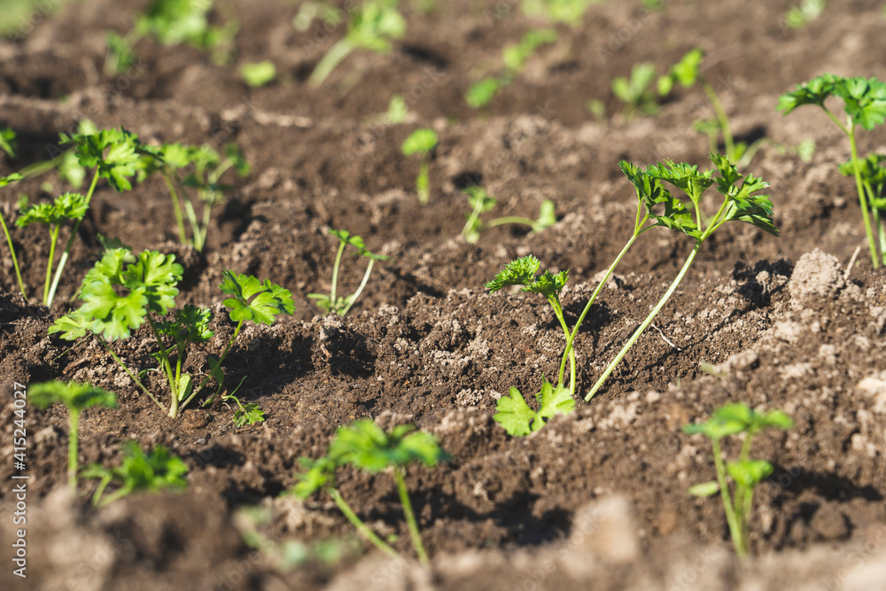 young parsley on the ground on a Sunny morning, thin stalks of green young parsley grow on freshly plowed land in a garden bed young parsley on the ground on a Sunny morning, thin stalks of green young parsley grow on freshly plowed land in a garden bed