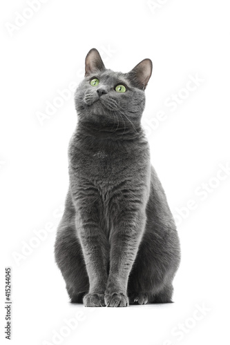 A beautiful happy gray cat sits and looks to the side. The background is isolated. Russian blue breed.