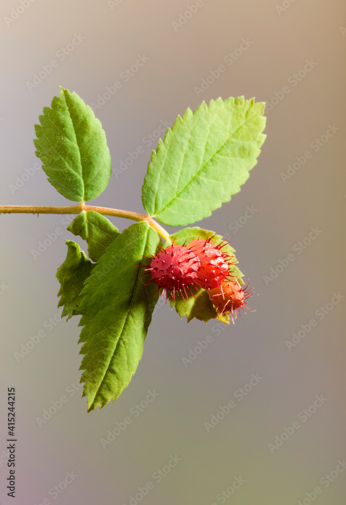 Rose Galls - Wasp - Diplolepis bicolor Rose Galls - Wasp - Diplolepis bicolor
