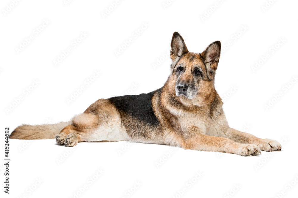 Portrait of an old adult dog, she is lying. The background is isolated. German Shepherd breed. Portrait of an old adult dog, she is lying. The background is isolated. German Shepherd breed.