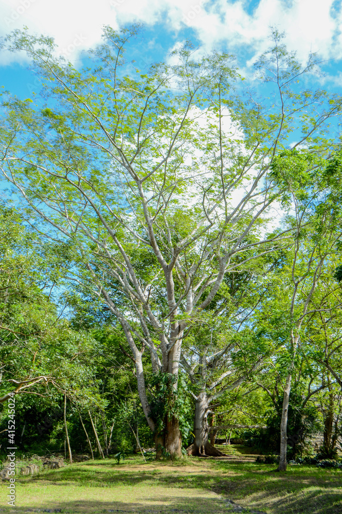 Fototapeta premium trees in the forest