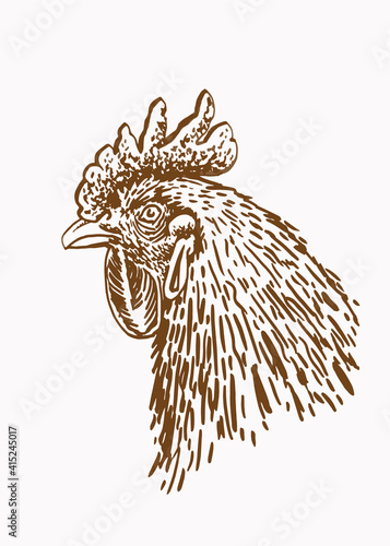 Vector vintage portrait of rooster,sepia background,illustration
