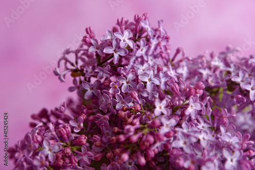 Fresh and  beautiful lilac bouquet on the pink background