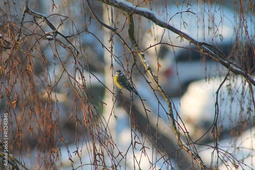 bird on a branch