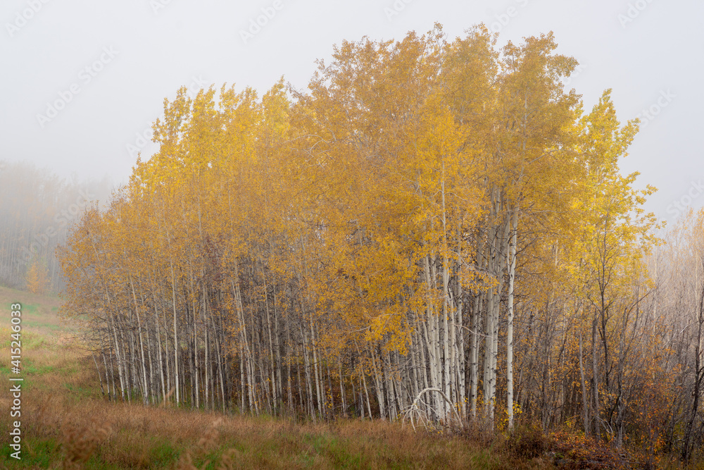 Fototapeta premium Aspen Clone in Fall Colors