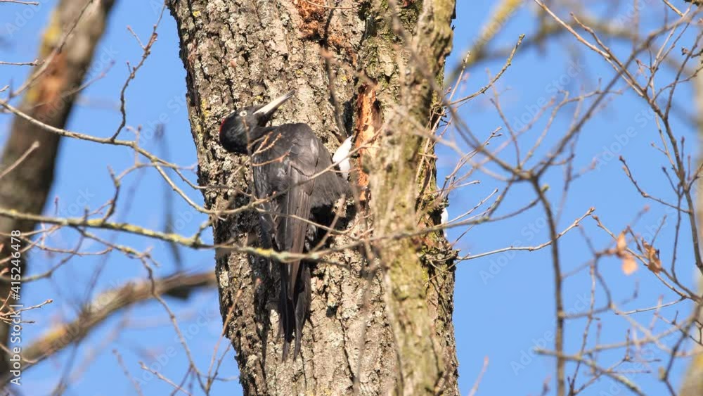 Black Woodpecker using its bill to dig for insects in a tree. (Dryocopus martius) Black Woodpecker female feeding Black Woodpecker using its bill to dig for insects in a tree. (Dryocopus martius) Black Woodpecker female feeding