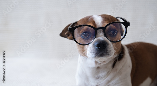 Small chihuahua dog in glasses looking at camera on sofa. back to school.
