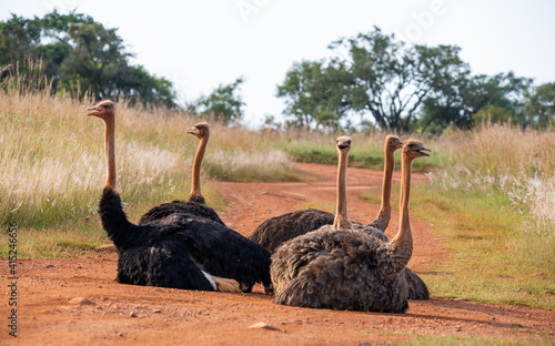 A few ostriches, both male and female, resting on a dirt road, South Africa.