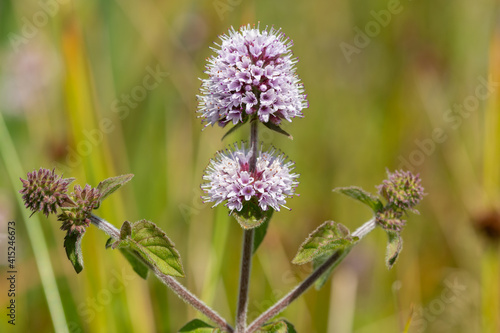 Close up of a water mint (mentha aquatica) flower in bloom photo