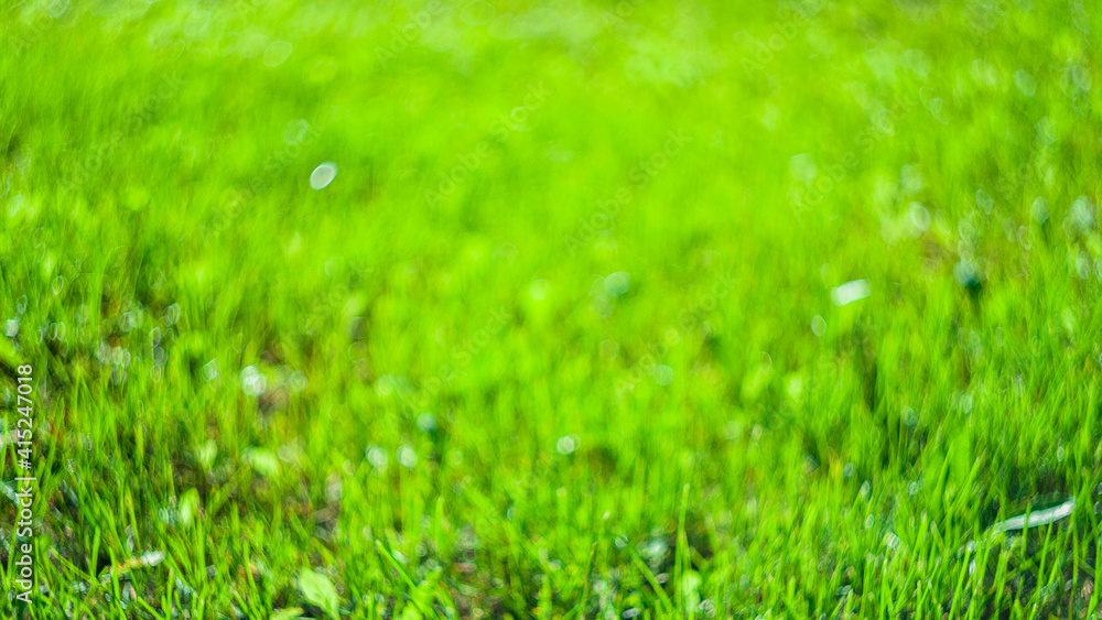 lawn sunlit background blurred green lawn sunlit background blurred green
