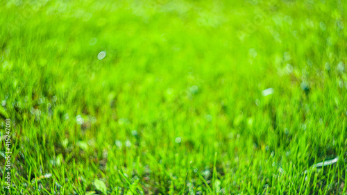 lawn sunlit background blurred green