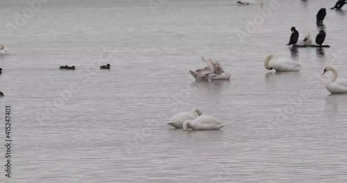 parade nuptiale de cygne de bewick (Cygnus columbianus bewickii) photo