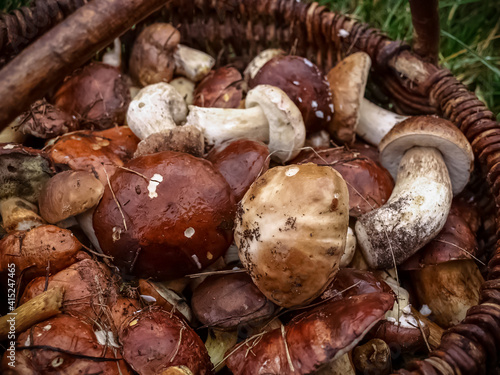 Porcini and Polish mushrooms in a basket close