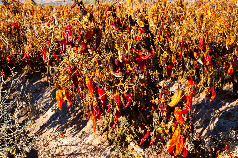 Chile peppers in the fields at harvest time near Hatch, New Mexico Chile peppers in the fields at harvest time near Hatch, New Mexico