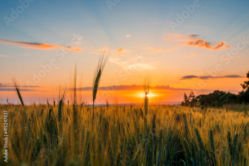 spikelets of the grain harvest on the background of a beautiful sunset